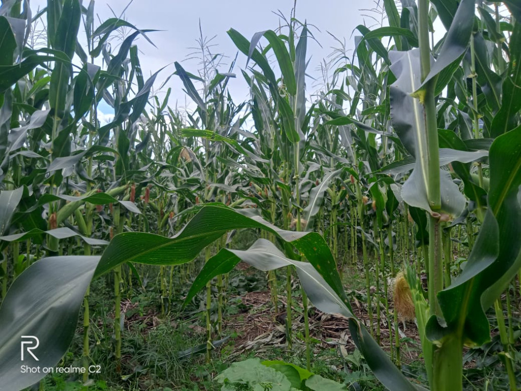 SALAH SATU UNGGULAN TANAMAN JAGUNG DI DESA RUSIP KECAMATAN SYIAH UTAMA.